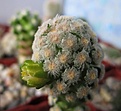 Нажмите на изображение для увеличения.

Название:	Mammillaria theresae f.albiflora.jpg
Просмотров:	116
Размер:	164.8 Кб
ID:	326568