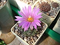 Нажмите на изображение для увеличения.

Название:	Coryphantha_ramillosa.JPG
Просмотров:	145
Размер:	90.2 Кб
ID:	326572