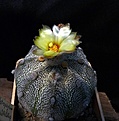 Нажмите на изображение для увеличения.

Название:	Astrophytum  Niv2AsCoCap_8.12.JPG
Просмотров:	130
Размер:	129.4 Кб
ID:	326662