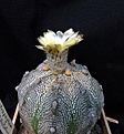 Нажмите на изображение для увеличения.

Название:	Astrophytum Niv2AsCoCap_23.8.12.JPG
Просмотров:	127
Размер:	161.5 Кб
ID:	326663