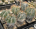 Нажмите на изображение для увеличения.

Название:	vs1_astrophytum_ornatum.jpg
Просмотров:	267
Размер:	192.9 Кб
ID:	326701