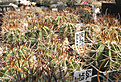 Нажмите на изображение для увеличения.

Название:	vs1_echinopsis_leucanthus.jpg
Просмотров:	265
Размер:	144.5 Кб
ID:	326702
