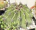 Нажмите на изображение для увеличения.

Название:	vs1_ferocactus.jpg
Просмотров:	275
Размер:	123.7 Кб
ID:	326703