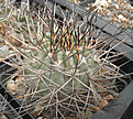 Нажмите на изображение для увеличения.

Название:	vs_acanthocalycium.jpg
Просмотров:	231
Размер:	143.2 Кб
ID:	326753