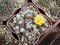 Нажмите на изображение для увеличения.

Название:	Copiapoa_lauii.JPG
Просмотров:	142
Размер:	141.1 Кб
ID:	326782