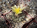 Нажмите на изображение для увеличения.

Название:	Copiapoa_montana.JPG
Просмотров:	139
Размер:	130.7 Кб
ID:	326784