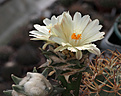 Нажмите на изображение для увеличения.

Название:	A.trigonus_ssp.trigonus_v.horacekii_VZD137.jpg
Просмотров:	120
Размер:	147.7 Кб
ID:	326806