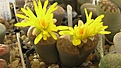 Нажмите на изображение для увеличения.

Название:	Lithops_bromfieldii_C041.jpg
Просмотров:	371
Размер:	97.3 Кб
ID:	326882