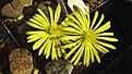 Нажмите на изображение для увеличения.

Название:	Lithops_bromfieldii_v.insularis_C057.jpg
Просмотров:	409
Размер:	116.1 Кб
ID:	326883