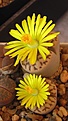 Нажмите на изображение для увеличения.

Название:	Lithops_bromfieldii_vmennelli_C44C283.jpg
Просмотров:	372
Размер:	101.4 Кб
ID:	326884