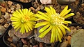 Нажмите на изображение для увеличения.

Название:	Lithops_fulviceps_MG1586.jpg
Просмотров:	401
Размер:	124.2 Кб
ID:	326885