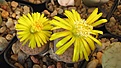 Нажмите на изображение для увеличения.

Название:	Lithops_fulviceps_MG1586.jpg
Просмотров:	368
Размер:	124.2 Кб
ID:	326885