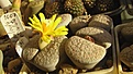 Нажмите на изображение для увеличения.

Название:	Lithops_fulviceps_v.lactinea_C222.jpg
Просмотров:	363
Размер:	111.5 Кб
ID:	326886