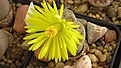 Нажмите на изображение для увеличения.

Название:	Lithops_hookeri_v.marginata.jpg
Просмотров:	383
Размер:	104.3 Кб
ID:	326887