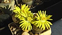 Нажмите на изображение для увеличения.

Название:	Lithops_insularis.jpg
Просмотров:	359
Размер:	100.0 Кб
ID:	326888