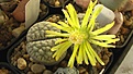 Нажмите на изображение для увеличения.

Название:	Lithops_schwantesii_ssp.urikosensis_C075.jpg
Просмотров:	375
Размер:	107.6 Кб
ID:	326889