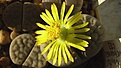 Нажмите на изображение для увеличения.

Название:	Lithops_schwantesii_v.urikosensis_C83.jpg
Просмотров:	384
Размер:	91.1 Кб
ID:	326890
