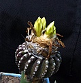 Нажмите на изображение для увеличения.

Название:	Discocactus horsti_11y_fl_23.8.12_day.JPG
Просмотров:	322
Размер:	164.3 Кб
ID:	326900