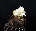 Нажмите на изображение для увеличения.

Название:	Discocactus horsti_11y_fl_23.8.12_evening1.JPG
Просмотров:	321
Размер:	87.6 Кб
ID:	326901