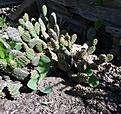 Нажмите на изображение для увеличения.

Название:	Opuntia basilaris v.aurea_buds_6.12.JPG
Просмотров:	186
Размер:	199.3 Кб
ID:	326919