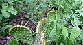 Нажмите на изображение для увеличения.

Название:	Opuntiap haeacantha v.albispina_buds_6.12.JPG
Просмотров:	190
Размер:	148.8 Кб
ID:	326920