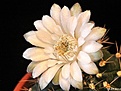 Нажмите на изображение для увеличения.

Название:	Gymnocalycium anisitsii hybr.jpg
Просмотров:	131
Размер:	148.4 Кб
ID:	326925