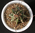 Нажмите на изображение для увеличения.

Название:	Astrophytum_capricorne.jpg
Просмотров:	140
Размер:	132.3 Кб
ID:	326940