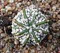 Нажмите на изображение для увеличения.

Название:	Astrophytum_capricorne_SB1117_X_Super_Kabuto.jpg
Просмотров:	141
Размер:	131.1 Кб
ID:	326941