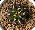 Нажмите на изображение для увеличения.

Название:	Discocactus_crystallophilus_HU659.jpg
Просмотров:	153
Размер:	169.7 Кб
ID:	326942