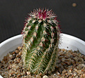 Нажмите на изображение для увеличения.

Название:	Echinocereus_viridiflorus.jpg
Просмотров:	150
Размер:	120.3 Кб
ID:	326943
