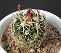 Нажмите на изображение для увеличения.

Название:	Echinofossulocactus_tricuspidatus.jpg
Просмотров:	148
Размер:	144.3 Кб
ID:	326945