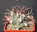 Нажмите на изображение для увеличения.

Название:	Glandulicactus.jpg
Просмотров:	144
Размер:	126.2 Кб
ID:	326949