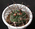 Нажмите на изображение для увеличения.

Название:	Gymnocalycium_saglionis.jpg
Просмотров:	122
Размер:	118.6 Кб
ID:	326951