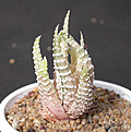 Нажмите на изображение для увеличения.

Название:	Haworthia_attenuata_variegated.jpg
Просмотров:	124
Размер:	119.0 Кб
ID:	326952