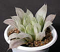 Нажмите на изображение для увеличения.

Название:	Haworthia_cooperi_pilifera_variegated.jpg
Просмотров:	107
Размер:	106.0 Кб
ID:	326953