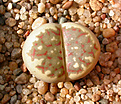 Нажмите на изображение для увеличения.

Название:	Lithops_dorotheae.jpg
Просмотров:	132
Размер:	141.4 Кб
ID:	326955