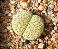 Нажмите на изображение для увеличения.

Название:	Lithops_fulviceps_Aurea.jpg
Просмотров:	111
Размер:	148.9 Кб
ID:	326956