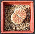 Нажмите на изображение для увеличения.

Название:	Lithops_karasmontana.jpg
Просмотров:	106
Размер:	160.5 Кб
ID:	326957