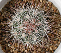 Нажмите на изображение для увеличения.

Название:	Mammillaria_candida_rosea.jpg
Просмотров:	122
Размер:	185.6 Кб
ID:	326958