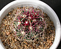 Нажмите на изображение для увеличения.

Название:	Thelocactus_bicolor_texensis.jpg
Просмотров:	130
Размер:	139.4 Кб
ID:	326962