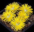 Нажмите на изображение для увеличения.

Название:	Lithops_bromfieldii_v_glaudinae_C116_IMG_8339.jpg
Просмотров:	168
Размер:	138.2 Кб
ID:	326974