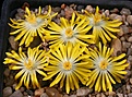 Нажмите на изображение для увеличения.

Название:	Lithops_bromfieldii_v_insularis_C42_IMG_8344.jpg
Просмотров:	159
Размер:	198.0 Кб
ID:	326975