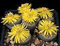 Нажмите на изображение для увеличения.

Название:	Lithops_schwantesii_Unic_IMG_8310.jpg
Просмотров:	164
Размер:	174.1 Кб
ID:	326976