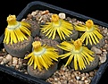 Нажмите на изображение для увеличения.

Название:	Lithops_schwantesii_C190_IMG_8318.jpg
Просмотров:	164
Размер:	223.8 Кб
ID:	326977