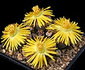 Нажмите на изображение для увеличения.

Название:	Lithops_fulviceps_C170_IMG_8325.jpg
Просмотров:	175
Размер:	162.0 Кб
ID:	326978