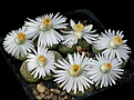 Нажмите на изображение для увеличения.

Название:	Lithops_fulviceps_Aurea_C363_IMG_8329.jpg
Просмотров:	160
Размер:	161.9 Кб
ID:	326979