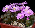 Нажмите на изображение для увеличения.

Название:	ConophytumOphthalmophyllum_praesectum_IMG_8363.jpg
Просмотров:	182
Размер:	146.6 Кб
ID:	326980