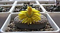 Нажмите на изображение для увеличения.

Название:	Lithops_schwantesii_gebseri_C165_4y_2.JPG
Просмотров:	168
Размер:	89.1 Кб
ID:	326982