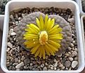 Нажмите на изображение для увеличения.

Название:	Lithops_schwantesii_gebseri_C165_4y_1.JPG
Просмотров:	162
Размер:	140.2 Кб
ID:	326983