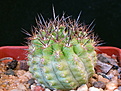 Нажмите на изображение для увеличения.

Название:	Neoporteria_pseudolaniceps2.jpg
Просмотров:	146
Размер:	185.4 Кб
ID:	327026